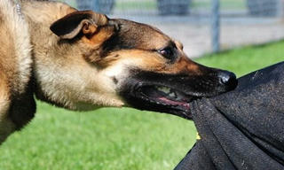 Trẻ 28 tháng tuổi bị chó cắn tổn thương nghiêm trọng vùng mặt