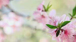 Lưu giữ và lan tỏa nét đẹp truyền thống của Tết Việt trên đất Mỹ