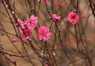 Kiều bào ở nhiều thành phố của Đức hướng về Tết quê hương