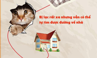 Những điều thú vị về loài mèo không phải ai cũng biết