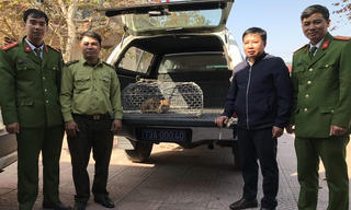 Người dân giao nộp mèo rừng trong Sách đỏ Việt Nam 