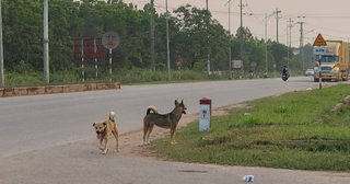 Nữ cán bộ thú y bị chó dại tấn công