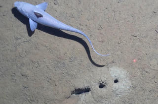 Phát hiện bất ngờ về hàng lỗ thẳng tắp dưới đáy biển