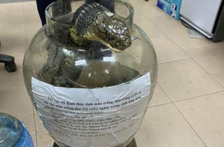 Bị xử phạt 500 triệu đồng vì mua rắn hổ chúa về 'trấn chồng'