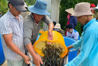 Tìm giải pháp phát triển bền vững ngành hàng tôm Việt Nam
