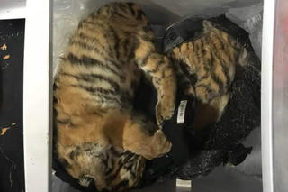 Khởi tố đối tượng tàng trữ 5 cá thể hổ