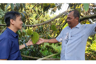 Xây dựng mã số vùng trồng, 'tấm vé' xuất ngoại cho sầu riêng Vĩnh Long