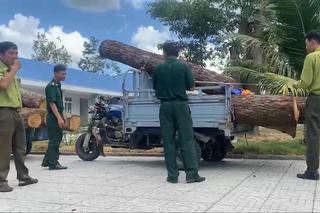 Phát hiện vụ khai thác lâm sản trái phép tại Khu bảo tồn thiên nhiên Bình Châu-Phước Bửu