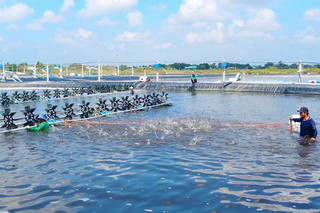 Ứng dụng công nghệ cao để phát triển thương hiệu tôm Bạc Liêu