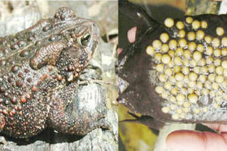 Phát hiện nhiều trường hợp nghi ngộ độc thịt cóc tại Kon Tum