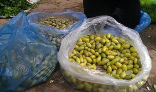 Giật mình đặc sản nhót xanh Yên Bái lên 200 ngàn đồng/kg