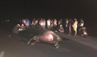 Xe máy tông trâu, cả người và trâu cùng tử nạn