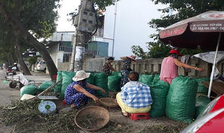 Thương lái đổ xô mua cau non bán sang Trung Quốc