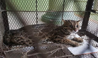 Thừa Thiên Huế: Tiếp nhận và tái thả cá thể mèo rừng quý hiếm về thiên nhiên