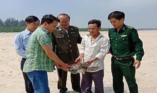 Thả cá thể rùa biển quý hiếm về tự nhiên