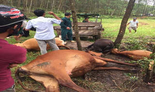Sét đánh bò chết la liệt