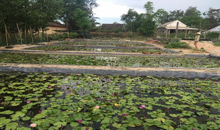 Trồng hoa trên bùn, chàng nông dân 8x thu hàng trăm triệu đồng mỗi năm