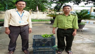 Trị thương cho một cá thể Vọoc chân nâu để thả về thiên nhiên