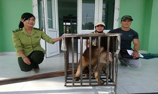 Giải cứu khỉ đuôi lợn quý hiếm bị rao bán trên mạng