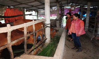 Tín dụng chính sách giúp người dân miền núi A Lưới thoát nghèo