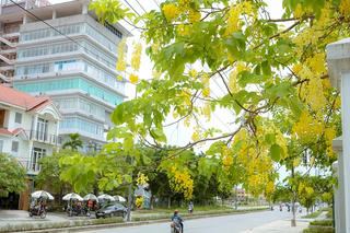 Nao lòng muôn sắc hoa mùa hạ trong lòng xứ Huế
