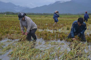 Thừa Thiên-Huế: Nông dân tất bật gặt lúa chạy lũ