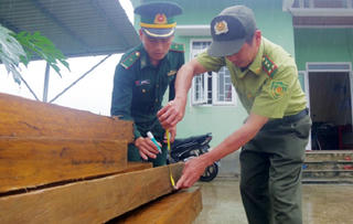 Bắt giữ đối tượng vận chuyển 19 phách gỗ dổi trái phép