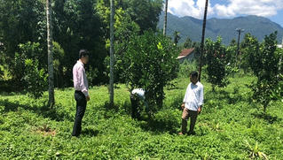 Tín dụng chính sách giúp người dân vùng núi Thừa Thiên Huế phát triển các mô hình trồng trọt