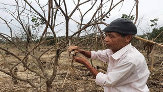 Người dân xứ Huế điêu đứng vì hàng trăm ha cây thanh trà bị chết do ngập nước