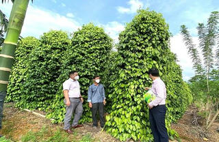 Tín dụng chính sách góp phần thay đổi cuộc sống của người dân Cố đô