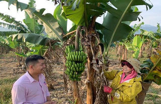 Tín dụng chính sách đồng hành cùng thương hiệu lợn hữu cơ và chuối già lùn A Lưới