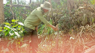 Nhiều cây bản địa bị chặt hạ trái phép khi thực hiện khai thác, tỉa thưa rừng phòng hộ