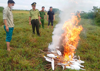Phá hủy hàng trăm cạm bẫy, giải cứu chim trời 