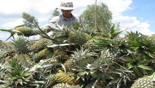 ĐBSCL triển khai chống hạn mặn và công tác quản lý cấp mã số vùng trồng cho cây ăn quả 