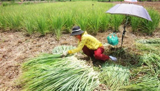 Nông dân Tiền Giang làm giàu nhờ chuyển đổi cơ cấu cây trồng ứng phó hạn mặn
