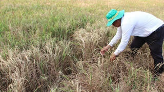 Áp dụng cơ cấu “3 chuyển dịch” để đối phó hạn mặn