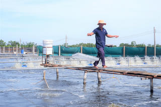 Tăng giá trị tôm biển nhờ ứng dụng công nghệ cao trong bối cảnh biến đổi khí hậu