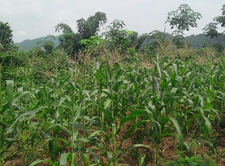 Nửa đêm đòi “yêu” vợ giữa cánh đồng, chồng bị chém thừa sống thiếu chết