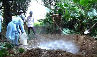 Nghệ An xuất hiện và dập kịp thời 2 ổ dịch H5N1