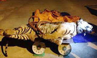 Giấu 2 con hổ nặng hơn 300kg trong... trang trại bò