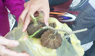 Thêm 37 em học sinh nhập viện vì ăn hạt ngô đồng