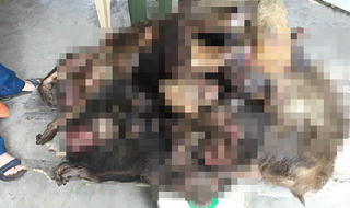 Bắt quả tang người phụ nữ mang 7 cá thể khỉ đã chết đi bán