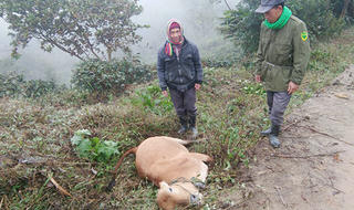 Nghệ An: trâu bò chết hàng loạt vì rét đậm tại miền núi Nghệ An