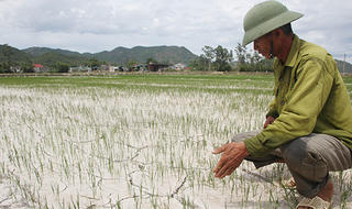 Nghệ An: Nắng hạn ảnh hưởng đến gần 11.000ha diện tích sản xuất nông nghiệp