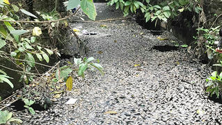 Cá chết trắng kênh Hào Thành