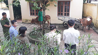 'Cười ra nước mắt' chuyện xét nghiệm ADN cho… bò để tìm chủ