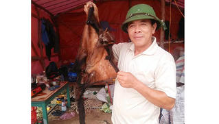 Làm rõ hình ảnh người dân chụp ảnh giết thịt chồn bay “khoe” trên facebook 