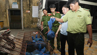 Xe khách “chế” khoang hầm dưới ghế cất giấu 30 cá thể tê tê từ Lào về Việt Nam