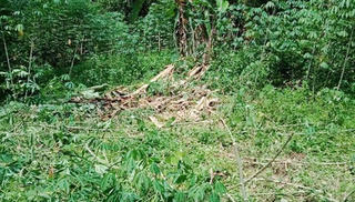 Cặp voi ngày vào rừng ngủ, đêm ra phá hoại hoa màu khiến người dân lo lắng