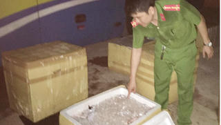 Xe khách chở 1 tấn “tiểu hổ” bốc mùi từ Nam ra Bắc tiêu thụ